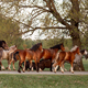 a herd of beautiful horses returns to the paddock from a pasture in the summer at sunset - PhotoDune Item for Sale