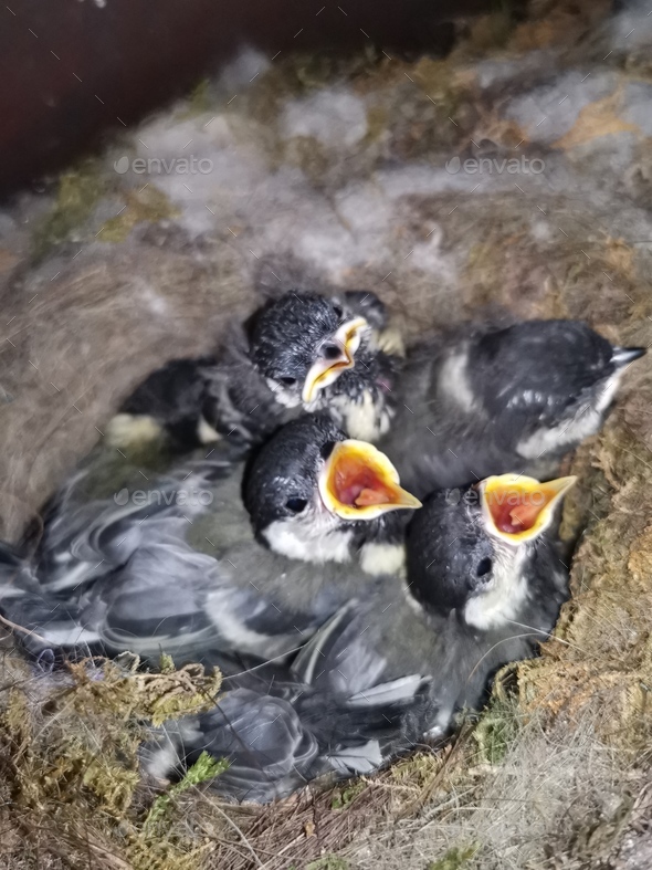 baby birds in the nest. baby bird in the mailbox Stock Photo by KGitim