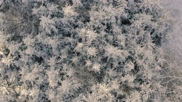 Winter drone shot of a snowy winterwonderland, aerial view at a white forest from above flying a hel alt