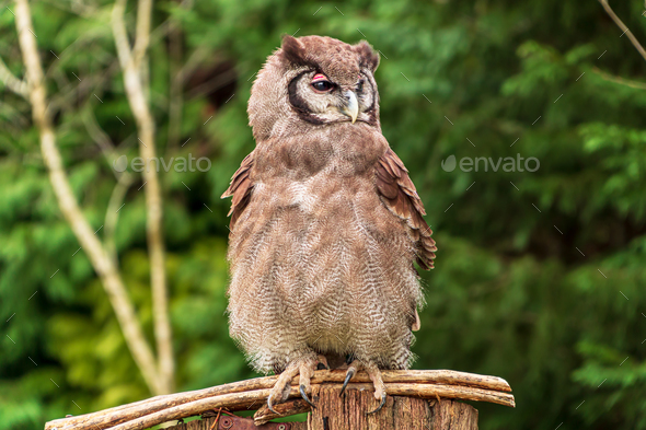 Verreaux Eagle Owl Sitting On A Branch Stock Photo By Komusocolorsandia