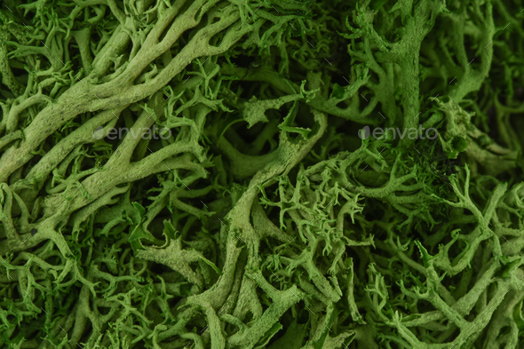 top view green moss for background texture close up. Stock Photo