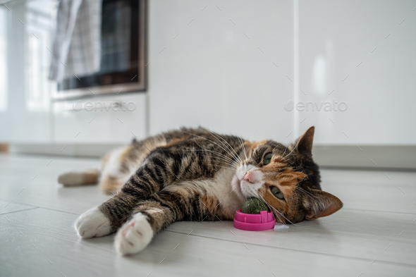 Pleased calm cat enjoy with catnip ball toy lying on kitchen floor. Furry pets favourite pastime.