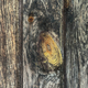 Old wood background - PhotoDune Item for Sale
