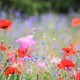 Colorful field of poppies and wildflowers as a memorial to honor a fallen soldier - PhotoDune Item for Sale