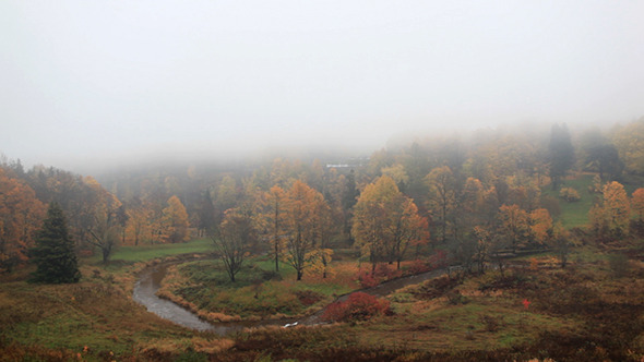 Fog Rolling into Forest alt
