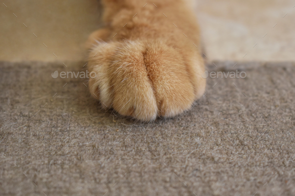 Ginger cat paws and claws on the rug or carpet.