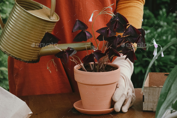 Container gardening. Gardener hands watering plant in flower pot outdoors.