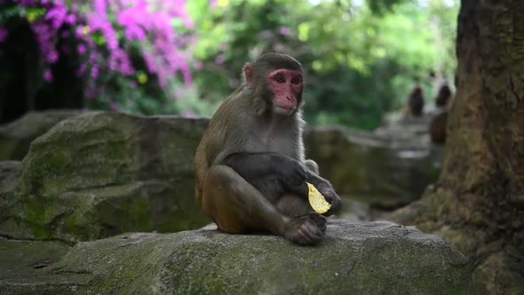 Adult Red Face Monkey Rhesus Macaque Eating in Tropical Nature Park of Hainan China
