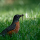 Robin in the grass with a beak full of insects - PhotoDune Item for Sale