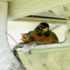 Momma robin sitting atop her nest containing a baby bird looking like it’s getting squished. - PhotoDune Item for Sale