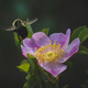 Fuzzy bumblebee flying away from a pink wild rose with dark green background  - PhotoDune Item for Sale