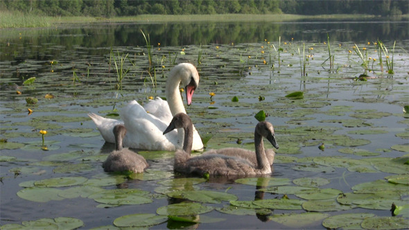 Femail Swans With Cygnets