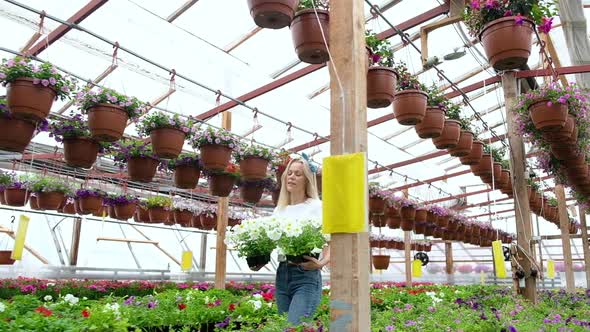 Gardener florist walks through greenhouse holding two pots flowers alt