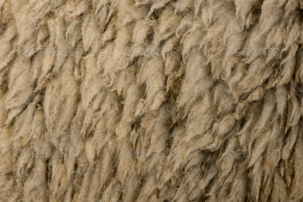 Close-up of Arles Merino Sheep Wool - Nature Textures