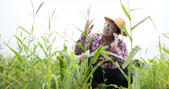 Farmer talking on cellphone and working in cornfield. alt