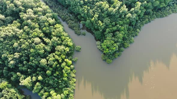 Aerial View of the Amazon Forests and River alt