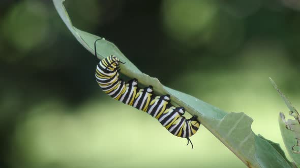 Monarch Butterfly Caterpillar Feeding On Milkweed Plant