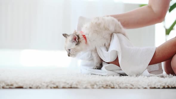 Ragdoll Kitten at Home alt