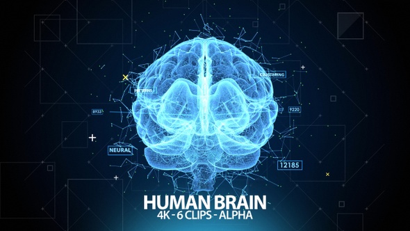 Digital Human Brain 4K