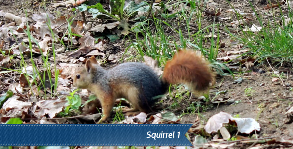 Squirrel alt