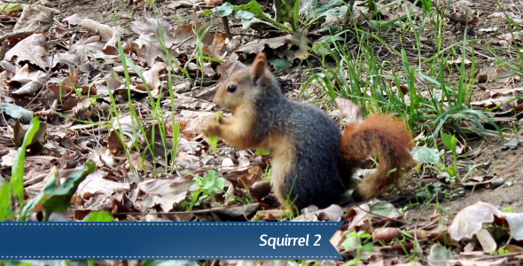 Squirrel alt