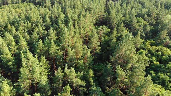 Pine Forest, Aerial View with Drone. Top View in Pine Wood Park on Forest Trees. alt