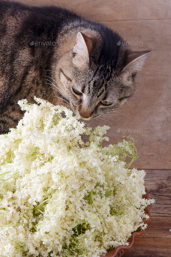 Elder flowers and cat. White flower shrub. Harvesting buds for making syrup and drink. Cooking and