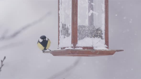 Great tit on a bird feeder takes off during snowy winter in Sweden, slow motion alt