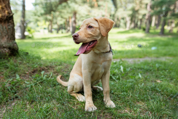 are labrador retrievers purebred