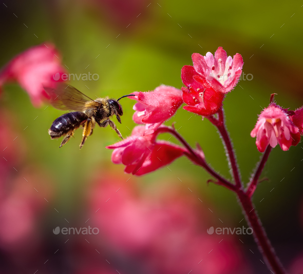 Bee flying to a red heuchera flower Stock Photo by manfredxy PhotoDune