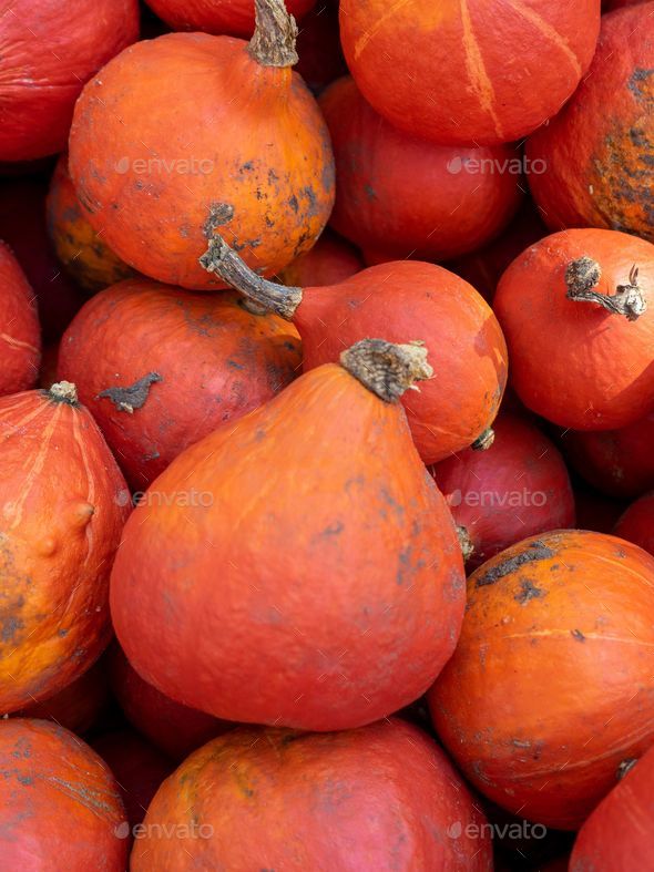 Closeup of freshly harvested red kuri squash under the sunlight - Stock Photo - Images
