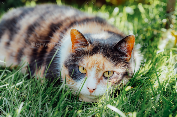 Close up portrait of multicolor pleased, well-fed cat lying on the green grass in the garden.