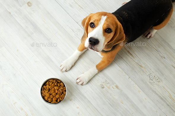 Food for beagle puppy hotsell