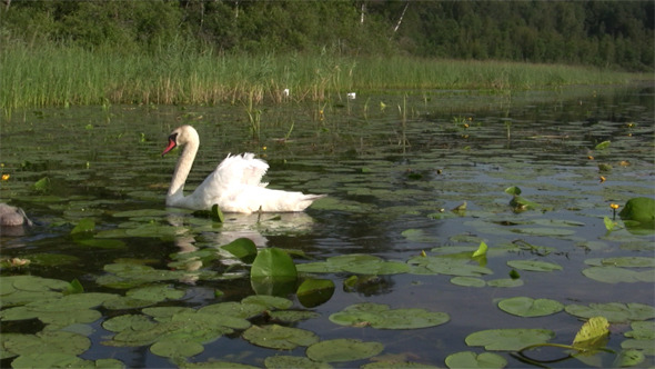 Swan Swimming With Signets