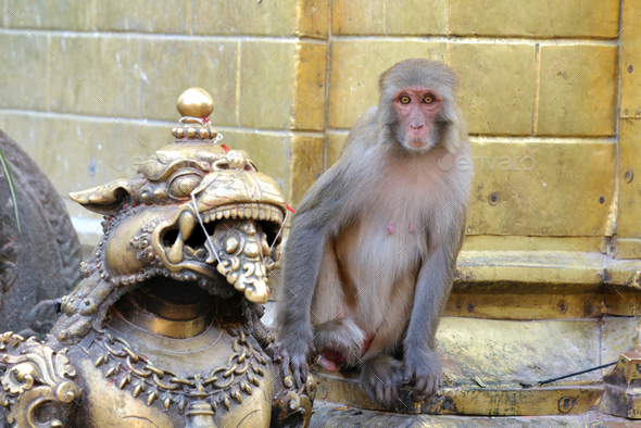 Monkey at the Monkey Temple. Swayambhunath, Nepal Stock Photo by salajean