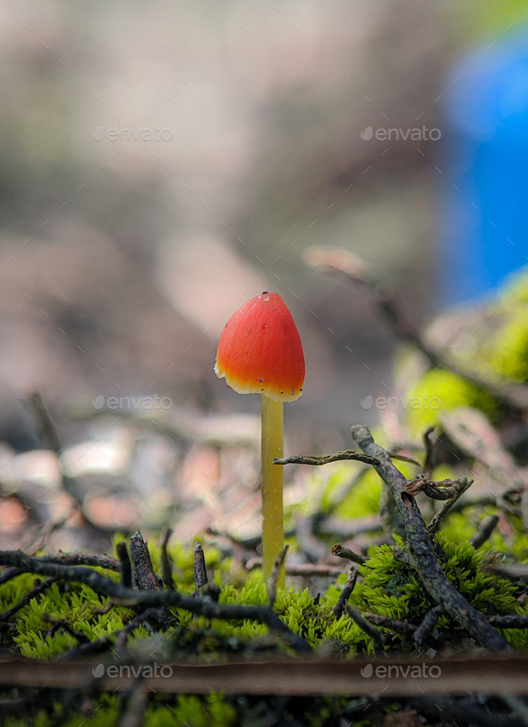 Closeup shot Mycena acicula, commonly known as the orange bonnet, or the coral spring Mycena - Stock Photo - Images