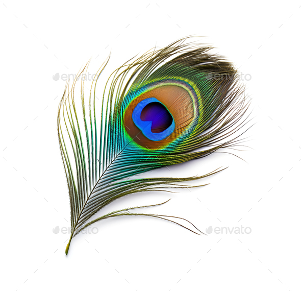 Single peacock feather closeup Stock Photo by vmariia