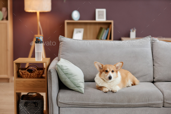 Cozy cute welsh corgi dog sitting on comfy couch in home interior