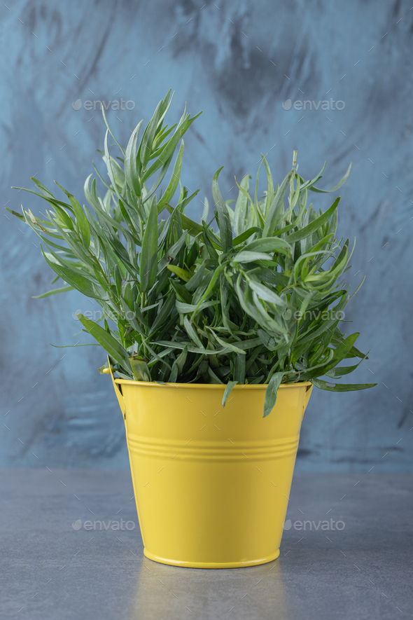 Organic tarragon in the bucket , on the marble background