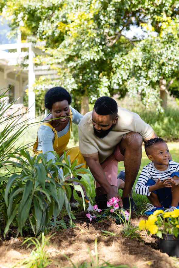African american parents with son planting fresh flowers on field against trees in backyard - Stock Photo - Images
