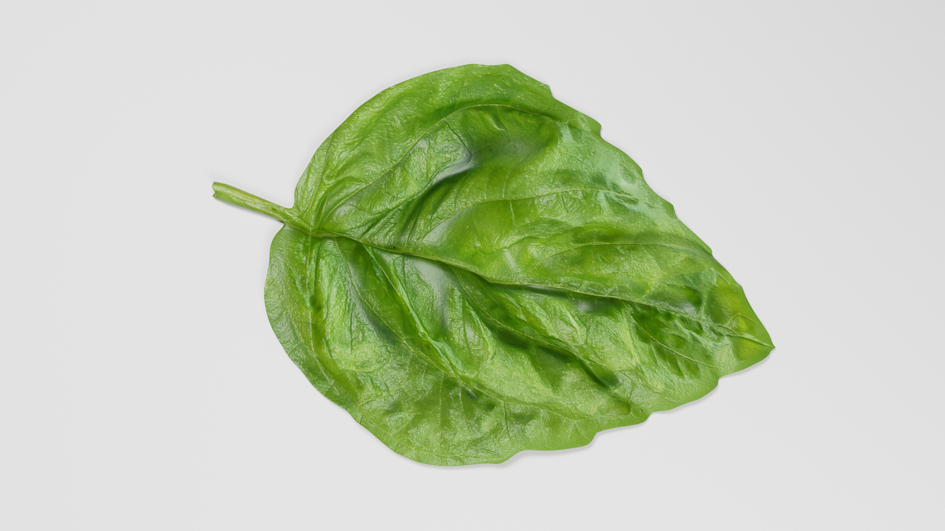 Basil Leaf 3d Model by madi7779 3DOcean