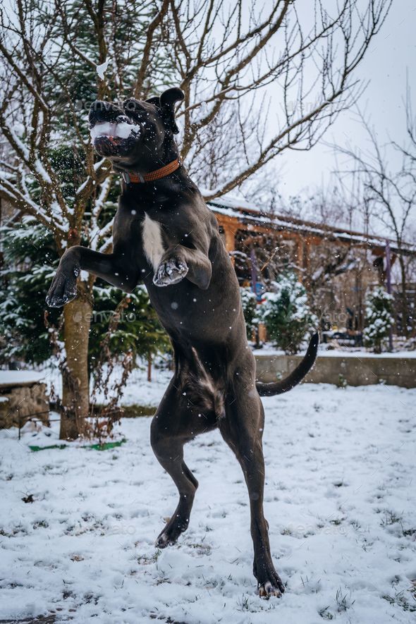 Vertical shot of a domestic Canis Panther dog playing with the snow in a park - Stock Photo - Images