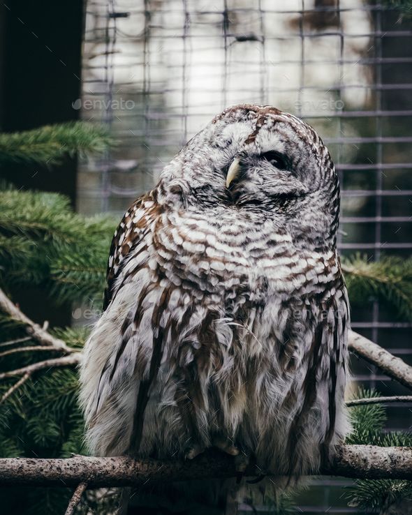 Barred Owl perched on a branch next to a metal cage in the Calgary Zoo