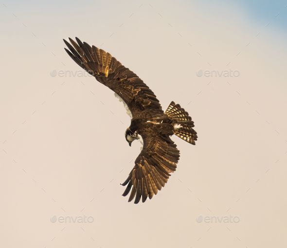 Majestic osprey bird soaring through the sky, wings outstretched as it catches a gust of wind