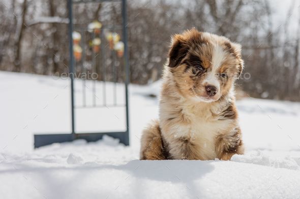 Australian best sale shepherd snow