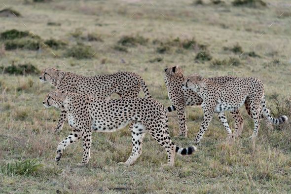 three cheetah on the prowl in an open field