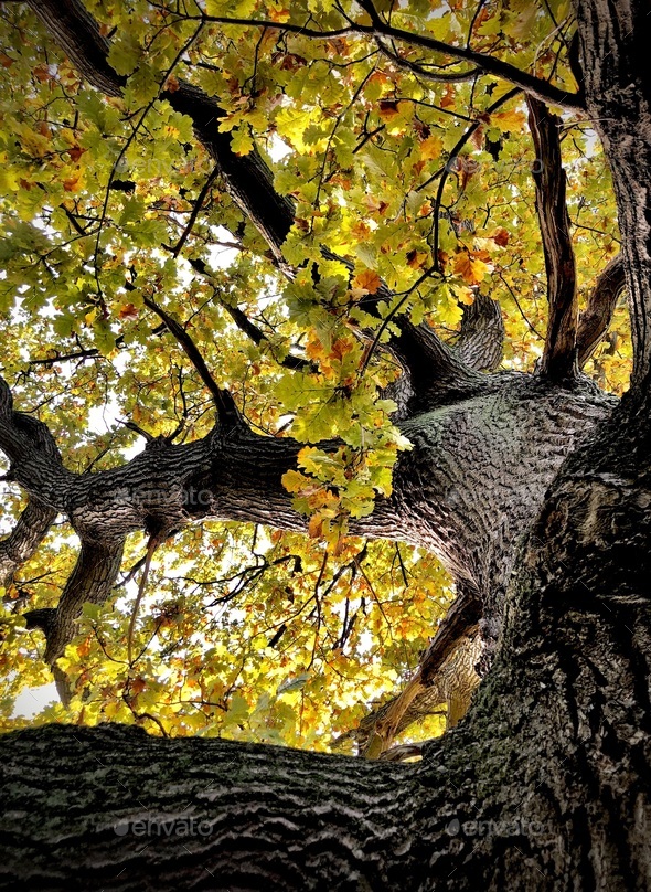 The old oak tree seen form below