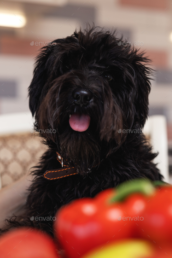 Miniature schnauzer dog looks into frame, vegetables in bokeh. An idea for veterinary petdietetics