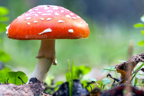 Red fly agaric mushroom or toadstool in the grass. Fairy tale colourful image.