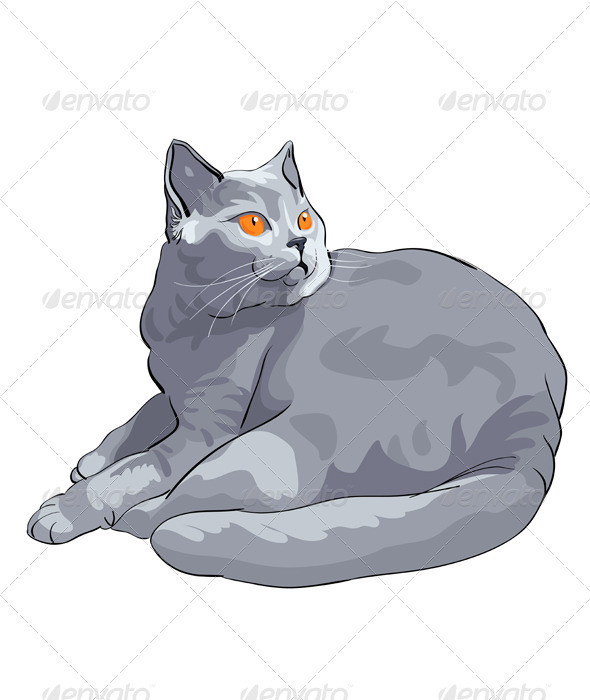 British shorthair blue cat lies and looks